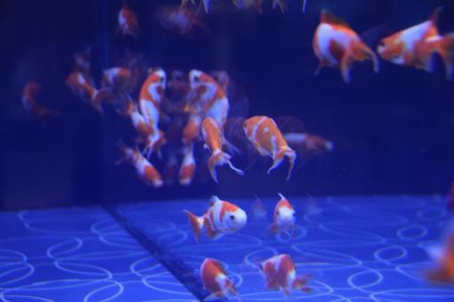 金魚 金魚の写真