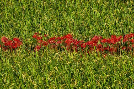 Autumn rice and red spider lilies, JPG Autumn rice and red spider lilies, JPG