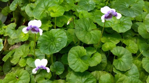 パンダスミレ パンダスミレの写真