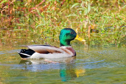秋、渡って来たばかりのマガモの雄 マガモ,真鴨,カモの写真素材