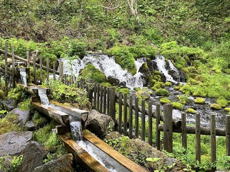湧き水の道 湧き水の道 自然,グリーン,屋外の写真素材