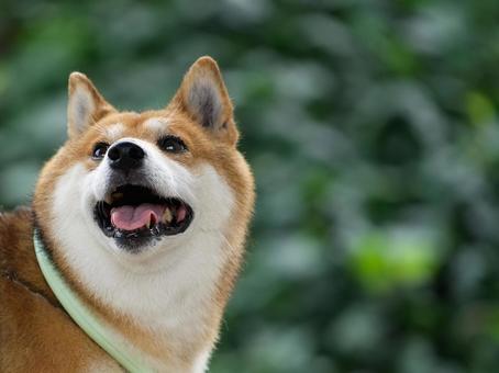 ワンコの顔(柴犬) ワンコの顔(柴犬) 犬,柴犬,可愛い犬の写真素材