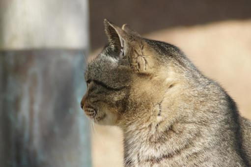 ねこ ねこの写真