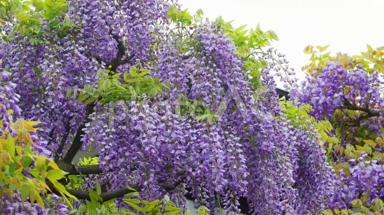 薄紫色に垂れ下がる藤の花 フジ,藤,紫の写真素材