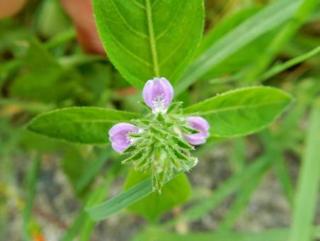 【花の写真】キツネノマゴ(狐の孫) 【花の写真】キツネノマゴ(狐の孫)の写真