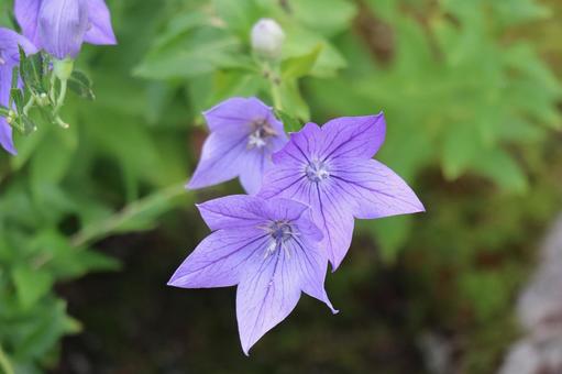 3輪の紫の花びらの桔梗の花のアップ 3輪の紫の花びらの桔梗の花のアップの写真