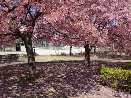 Photo, park, kawazu cherry tree, petal, 