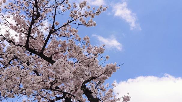 桜と青空 桜と青空の写真