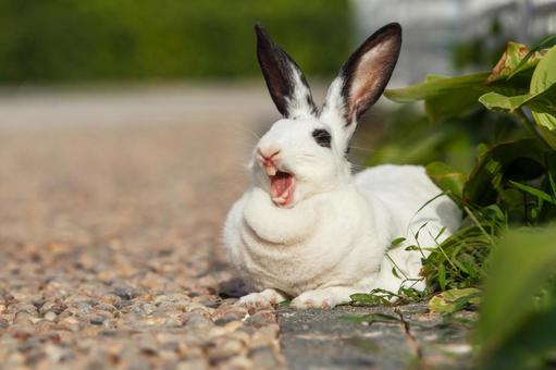 ペットのうさぎ ペットのうさぎ うさぎ,ペット,干支の写真素材