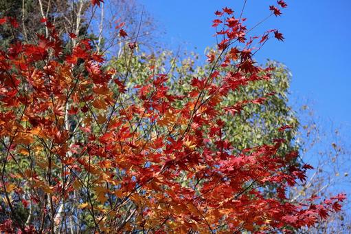 紅葉 紅葉 の写真