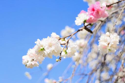 桜 さくら,春,空の写真素材