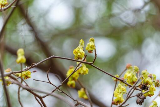 明るいボケ背景の中の小さな黄色の花 黄色,花,植物の写真素材