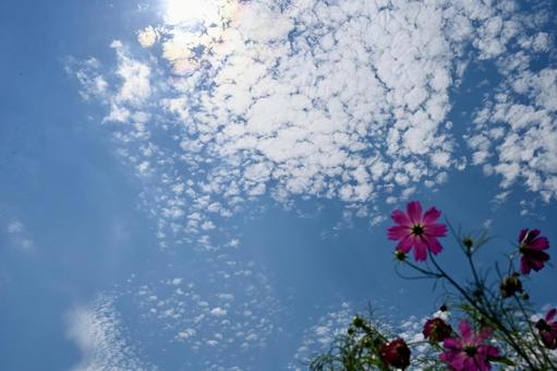 秋の空とコスモス 秋の空とコスモスの写真
