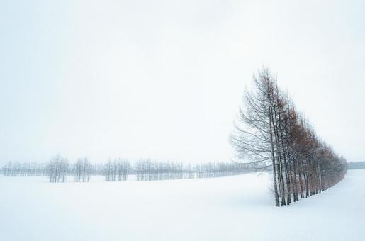 雪で霞む幻想的な林と雪原 雪で霞む幻想的な林と雪原 雪原,雪,神秘的の写真素材