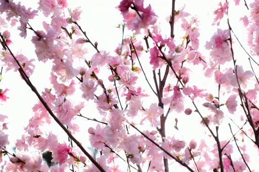 まぶしい光に透ける桃色の花 まぶしい光に透ける桃色の花 花,桜,さくらの写真素材