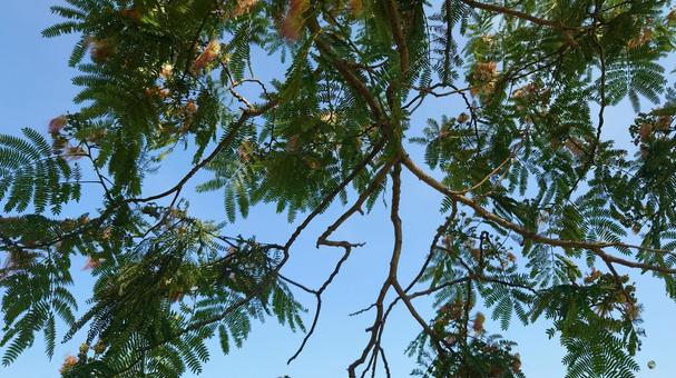 Silk tree, JPG Silk tree, JPG