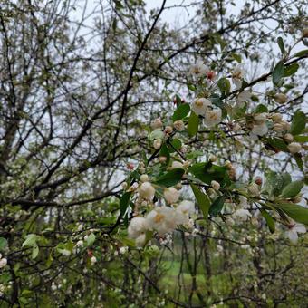 山中の花の写真
