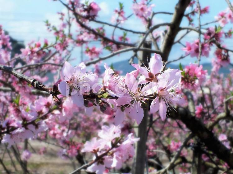 花いっぱいの桃畑 桃,桃の花,ピンクの写真素材