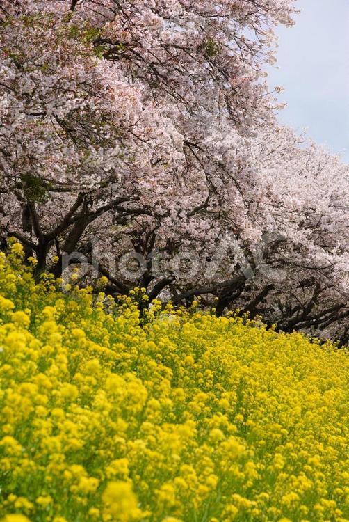 春らしい満開の桜と菜の花 菜の花,春,花の写真素材
