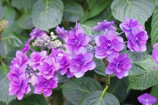 紫陽花 紫陽花の写真