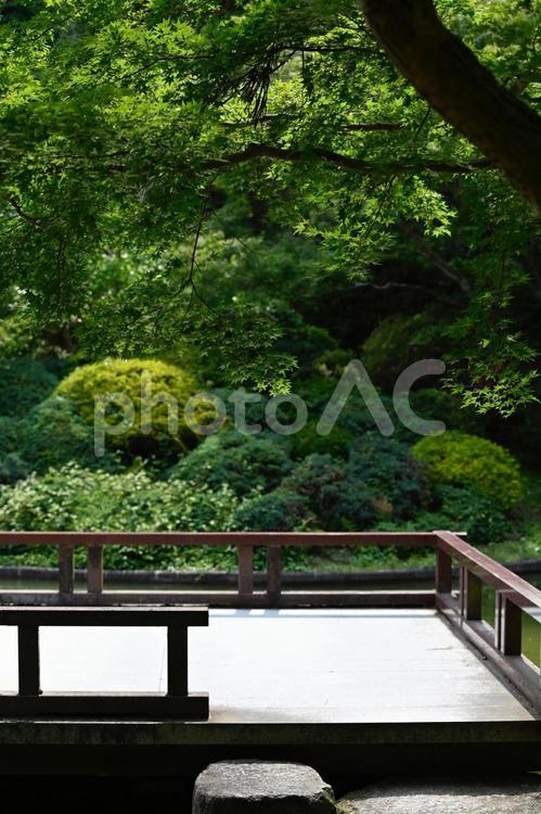 モミジと舞台 舞台,風景,木の写真素材