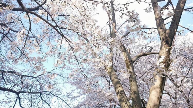 桜の木 桜,木,桜の花の写真素材