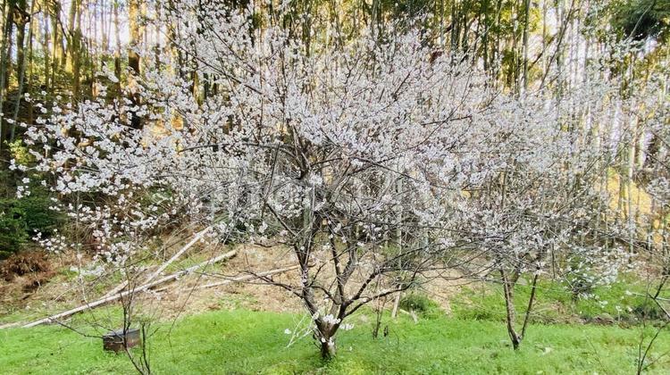 早春の早咲き桜 自然,景色,桜の写真素材