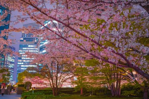ライトアップされた夜桜 夜桜,桜並木,都会の写真素材
