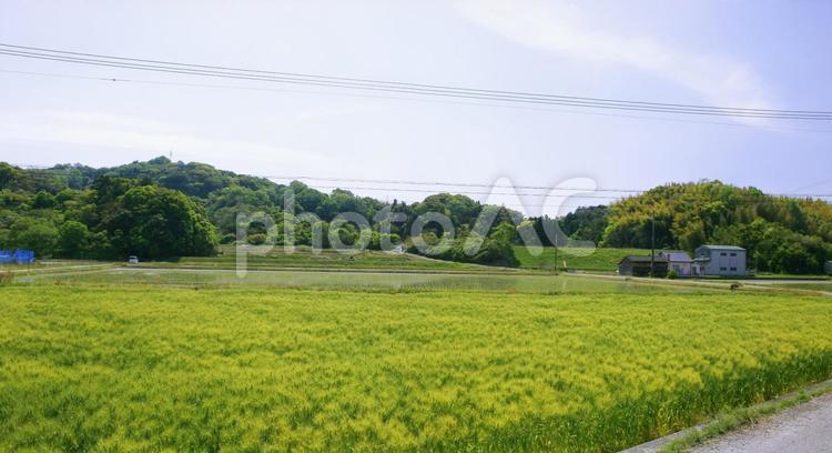 春の田園風景-02 今治市,大西町,景色の写真素材