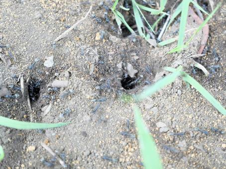 アリの巣 アリの巣の写真