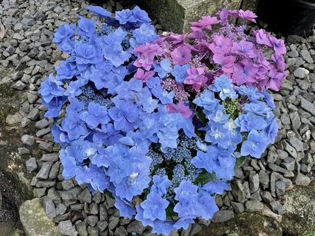 青色と紫色のあじさい アジサイ,青色,紫色の写真素材