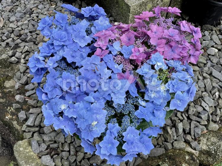 青色と紫色のあじさい アジサイ,青色,紫色の写真素材