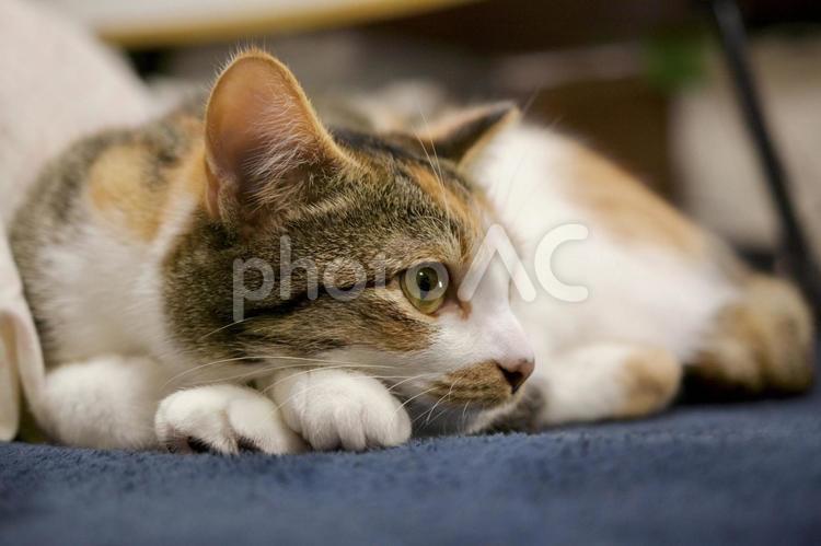 寝そべっている生後8ヶ月の三毛猫 猫,ネコ,ねこの写真素材