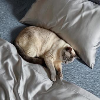 ベッドの上で眠る猫 ベッドの上で眠る猫の写真