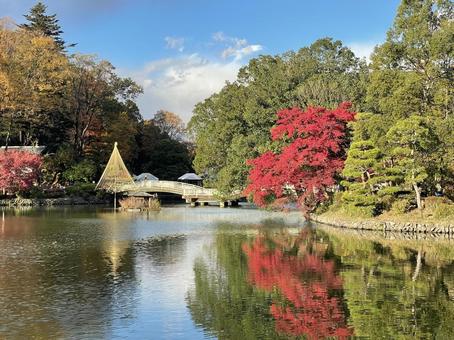 薬師池公園 赤1 薬師池公園 赤1 もみじ,公園,赤の写真素材