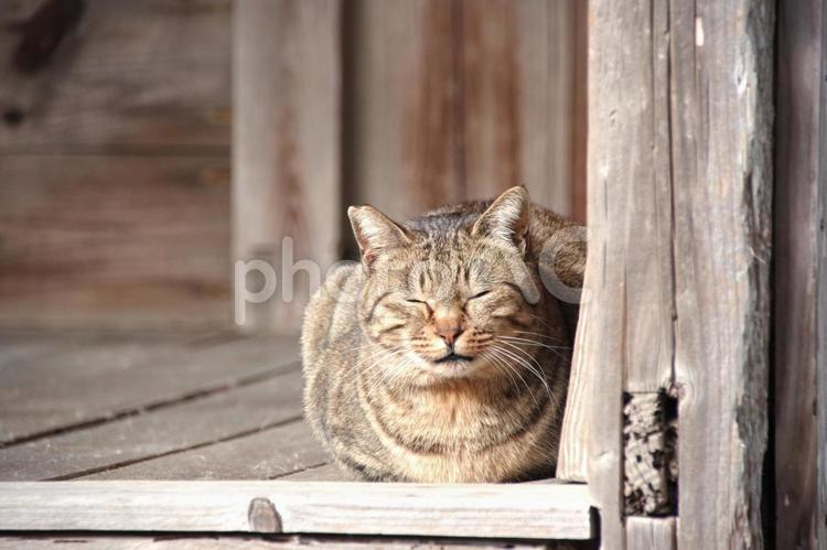 ひなたぼっこ中のねこ 動物,相島,島ねこの写真素材
