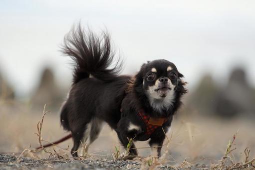 浜辺でお散歩するチワワ 浜辺でお散歩するチワワ 犬,チワワ,可愛い犬の写真素材