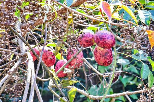 秋の味覚　ムベ ムベ,郁子,むべの写真素材