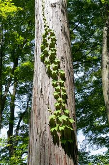 木に生える蔦 木に生える蔦の写真