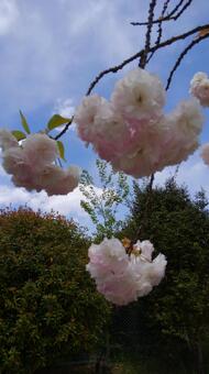 八重桜と青い空 八重桜と青い空の写真