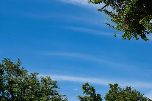 青空と木々 青空と木々 空,風景,早朝の写真素材
