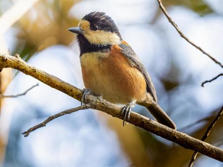 枝にとまるヤマガラ ヤマガラ,野鳥,鳥の写真素材