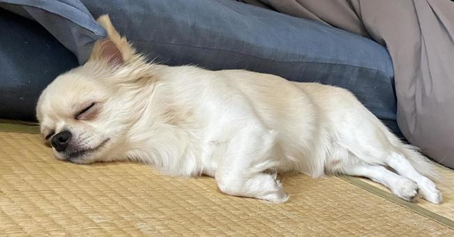 和室でお昼寝するチワワ チワワ,寝顔,お昼寝の写真素材