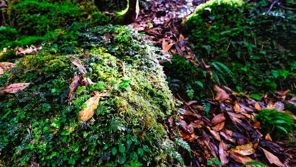 太陽で輝く苔と落ち葉の風景 木漏れ日,太陽,景色の写真素材
