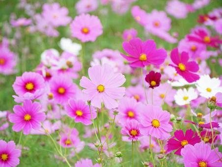 Colorful cosmos field (autumn image), JPG