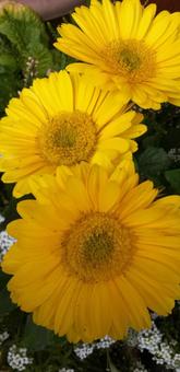 Gerbera, JPG Gerbera, JPG