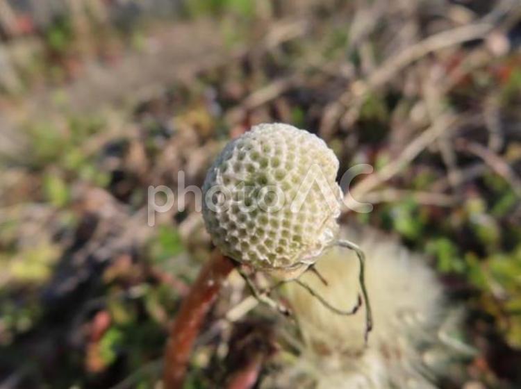 セイヨウタンポポ(西洋蒲公英) セイヨウタンポポ,西洋蒲公英,タンポポの写真素材