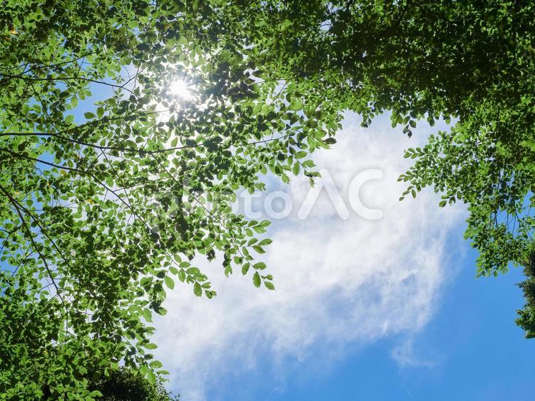 夏の太陽と木、緑の葉 夏,太陽,光の写真素材