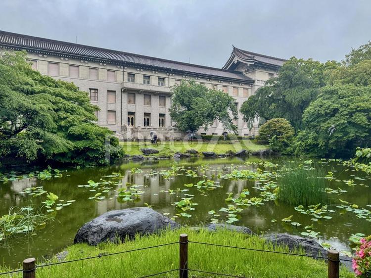 東京国立博物館　庭園からの眺め 東京国立博物館,庭園,雨の写真素材