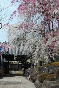 上田市真田の郷瀧水寺の桜 上田市真田の郷瀧水寺の桜の写真